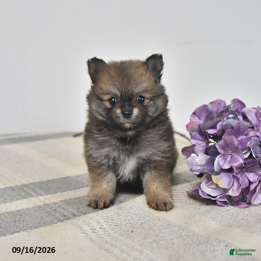 Pomeranian dogs Bear - Ad 1