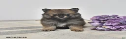 Pomeranian dogs for sale: Bear - Ad 1