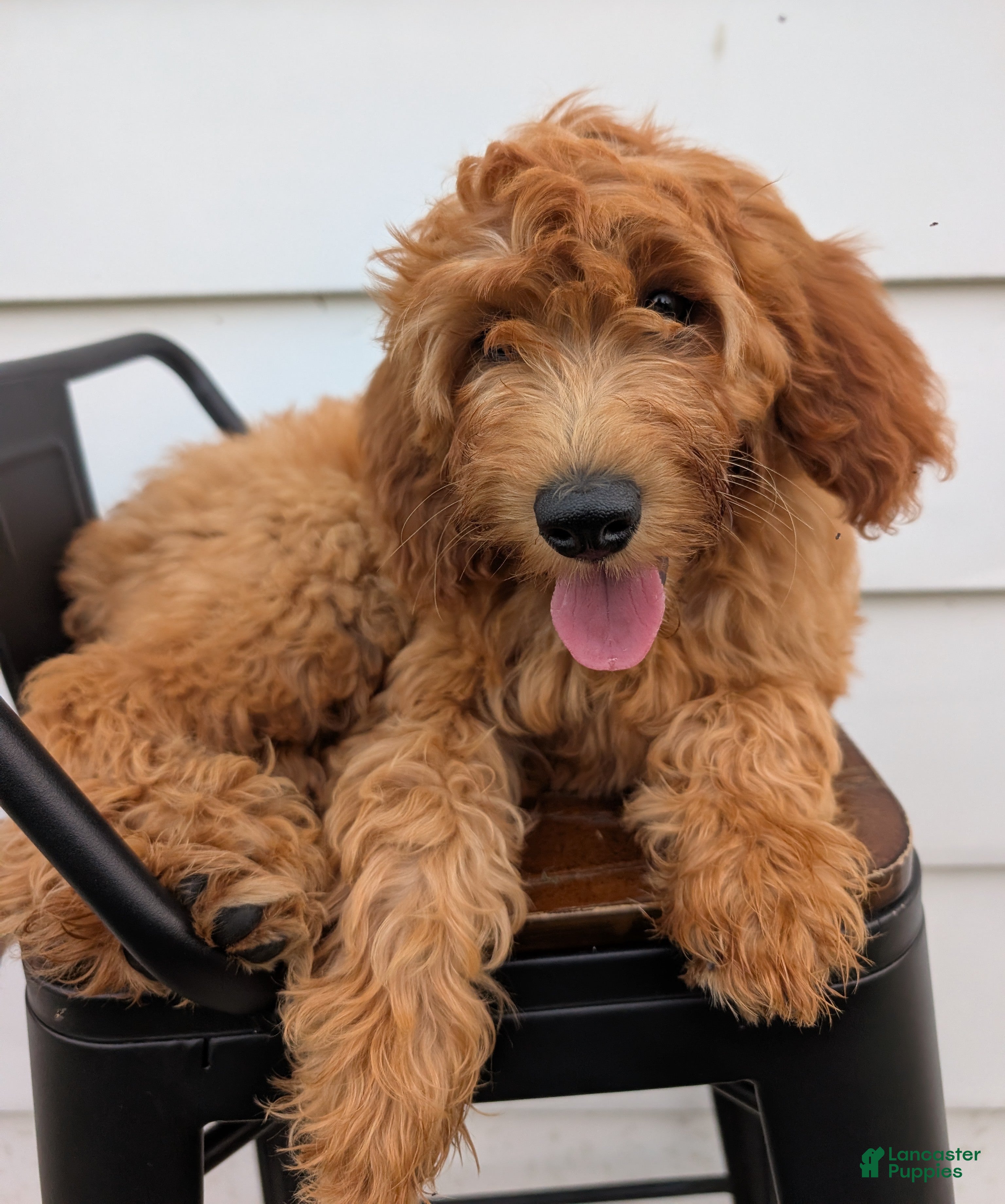Irish Doodle dogs Mini Irish Doodle 2 - Ad 2