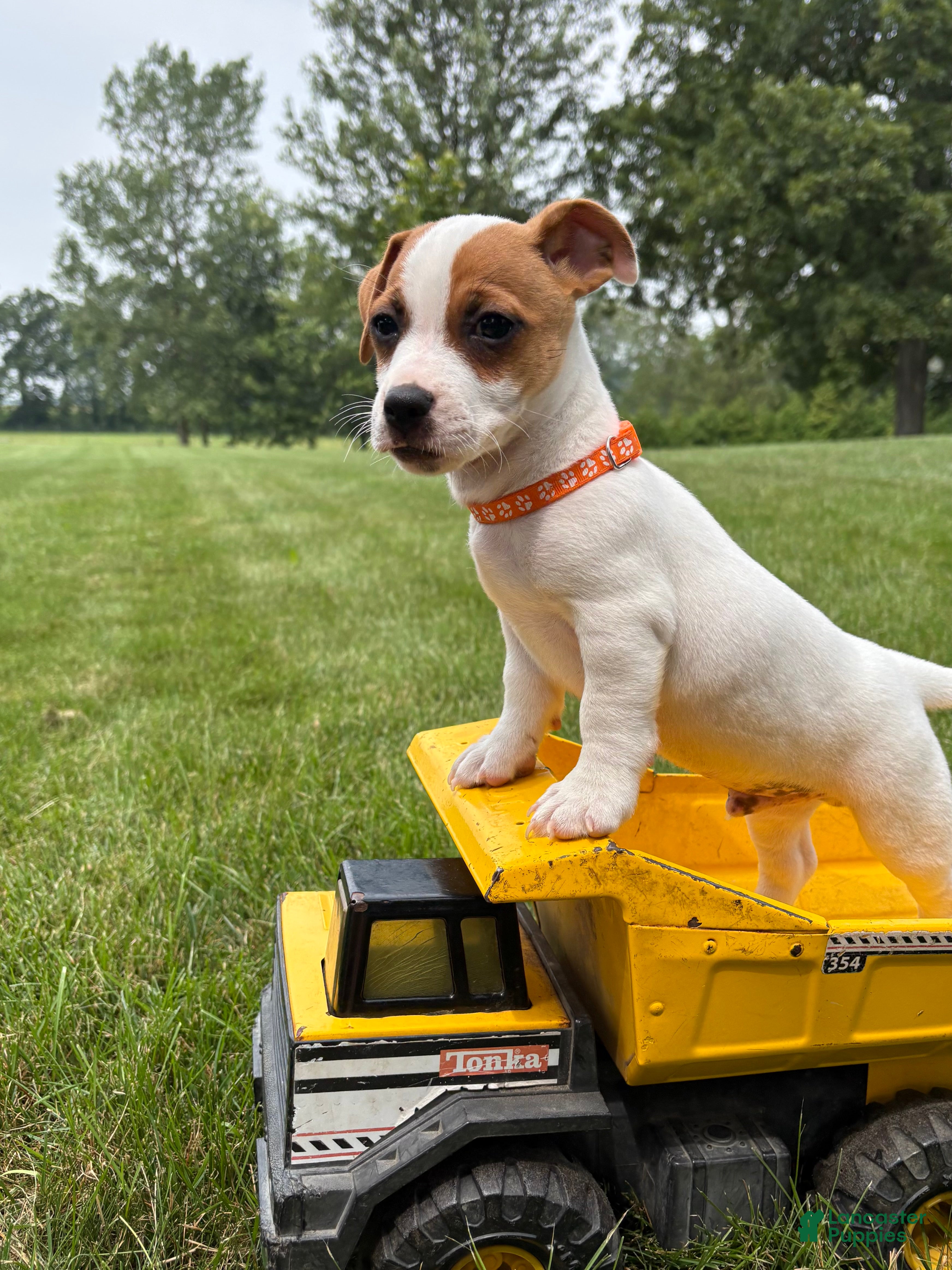 Jack Russell Terrier dogs Riley - Ad 1
