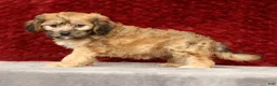 Cavapoo dogs for sale: Kenton - Ad 5