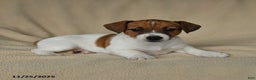 Jack Russell Terrier dogs for sale: Heather - Ad 3