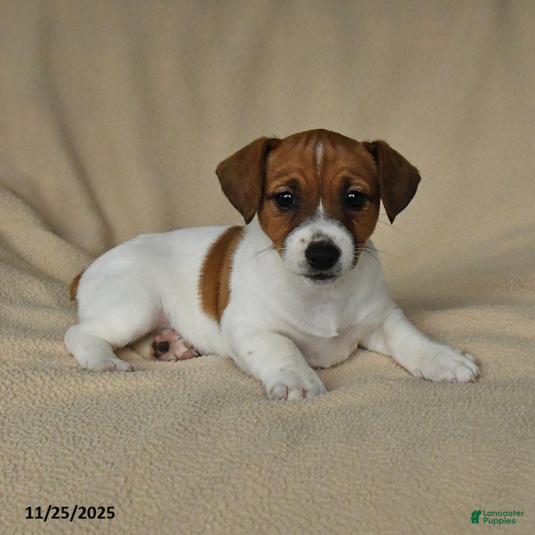Jack Russell Terrier dogs for sale: Heather - Ad 3