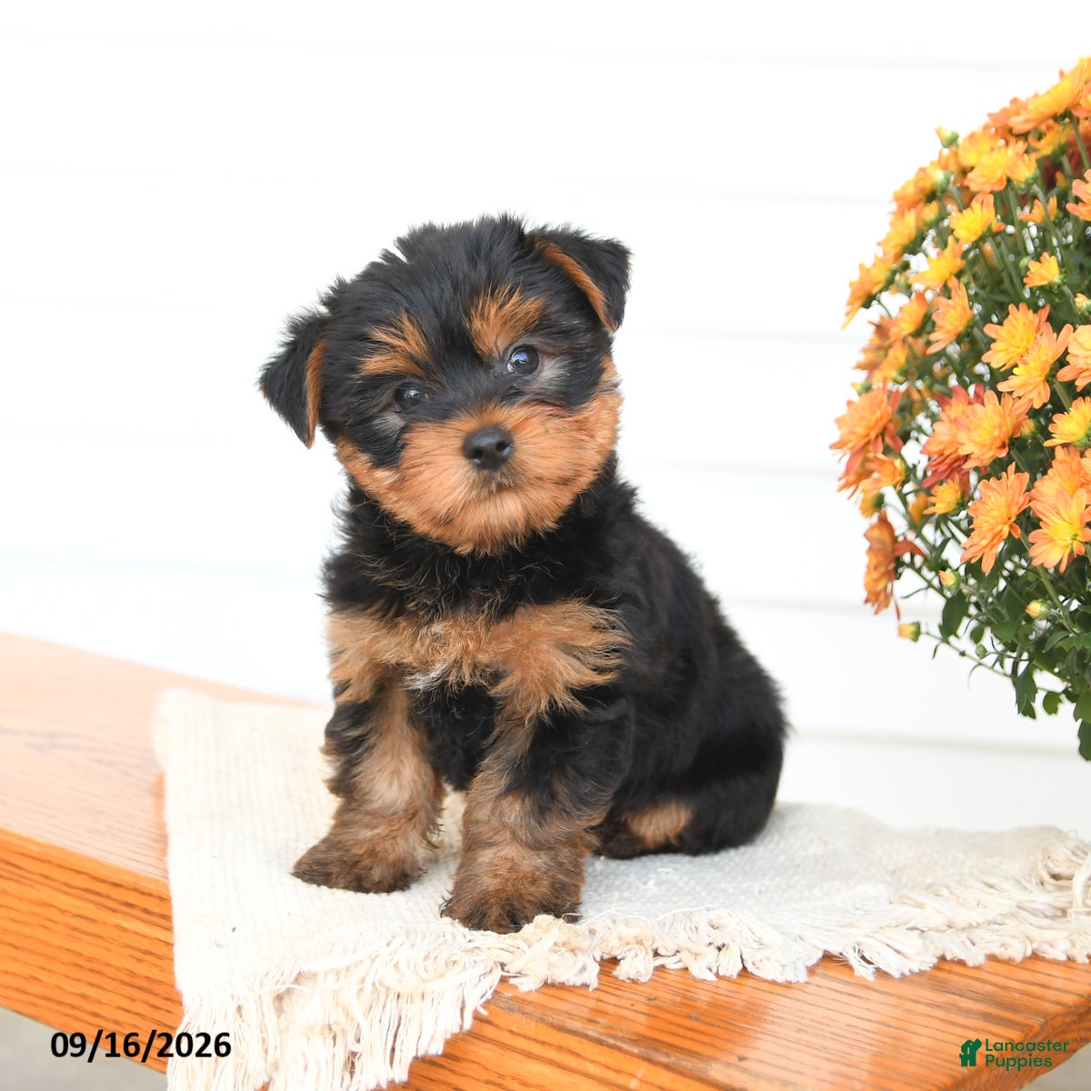 Yorkshire Terrier dogs Asher - Ad 2