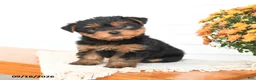 Yorkshire Terrier dogs for sale: Asher - Ad 2