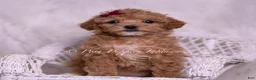 Maltipoo dogs for sale: Kay - Ad 5