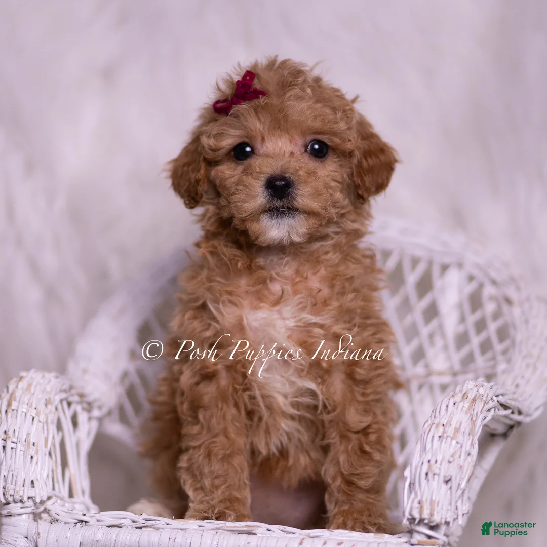 Maltipoo dogs for sale: Kay - Ad 5
