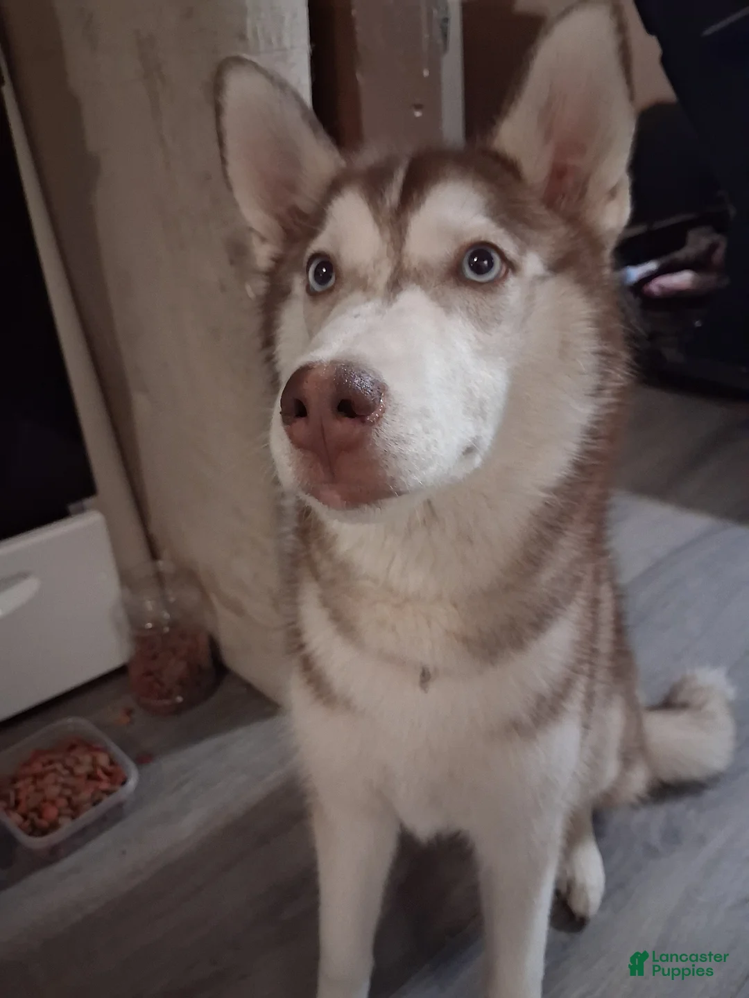 Alaskan Husky dogs for sale: Alaskan Husky Puppy 3 - Ad 11