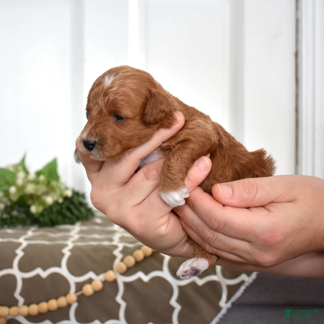 Toy Poodle dogs for sale: Palmer  - Ad 3