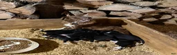 Border Collie dogs for sale: Barb Border Collie  - Ad 5