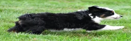 Miniature Australian Shepherd dogs for sale: Willow - Ad 10
