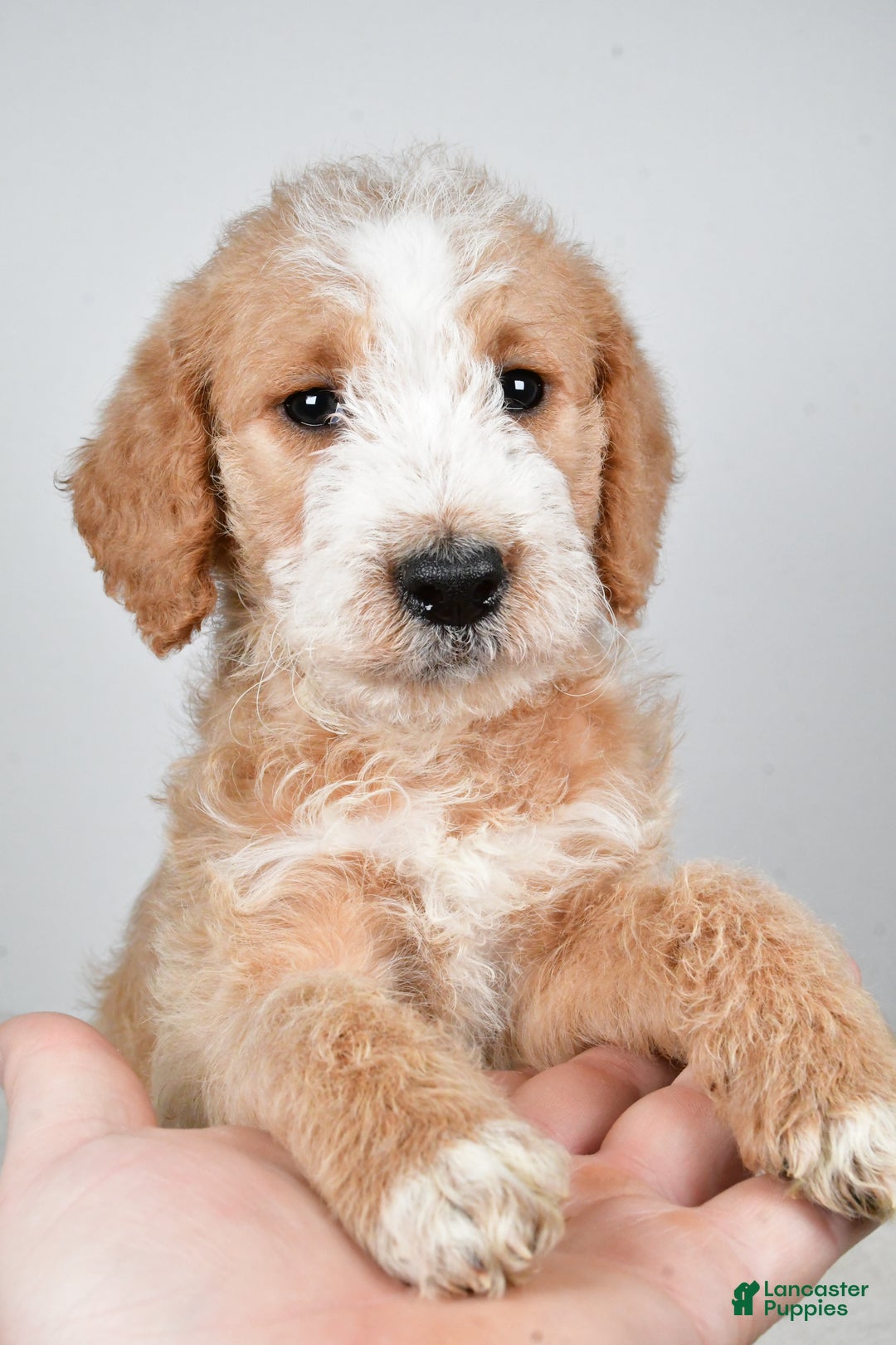 Labradoodle dogs for sale: Nova - Ad 9