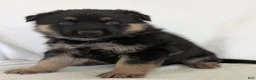 German Shepherd dogs for sale: Mason  - Ad 7