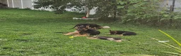 German Shepherd dogs for sale: German Shepherd 1 - Ad 6