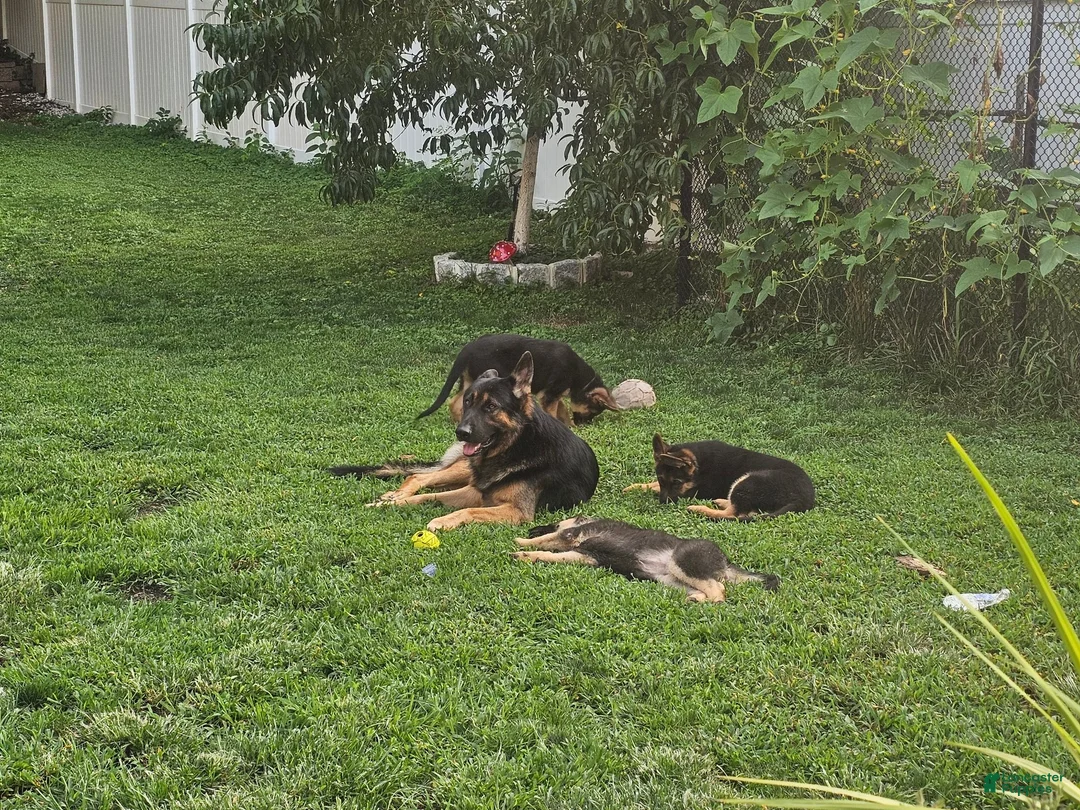German Shepherd dogs for sale: German Shepherd 1 - Ad 6