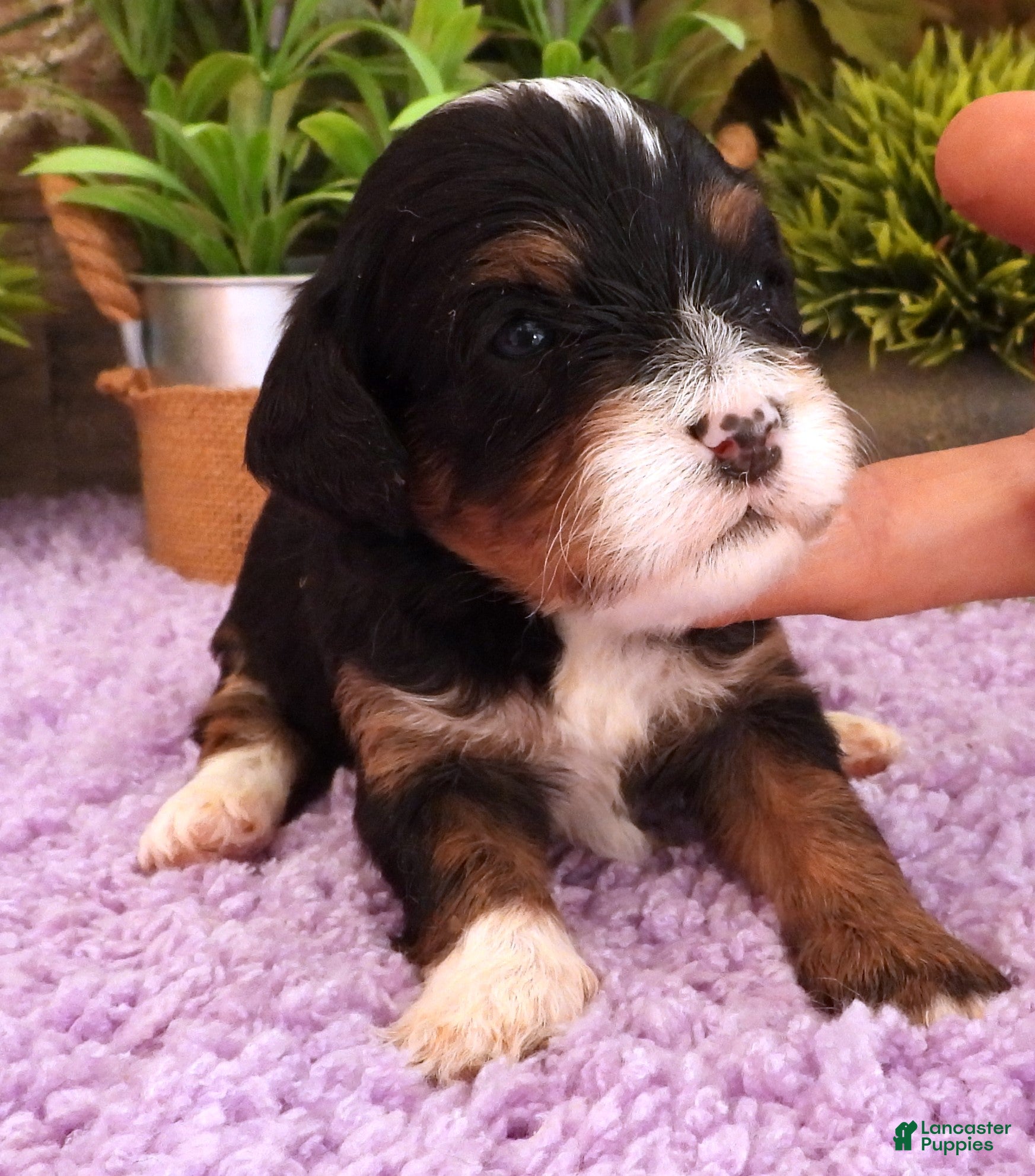 Cavapoo dogs Autumn's #3 Female - Ad 33