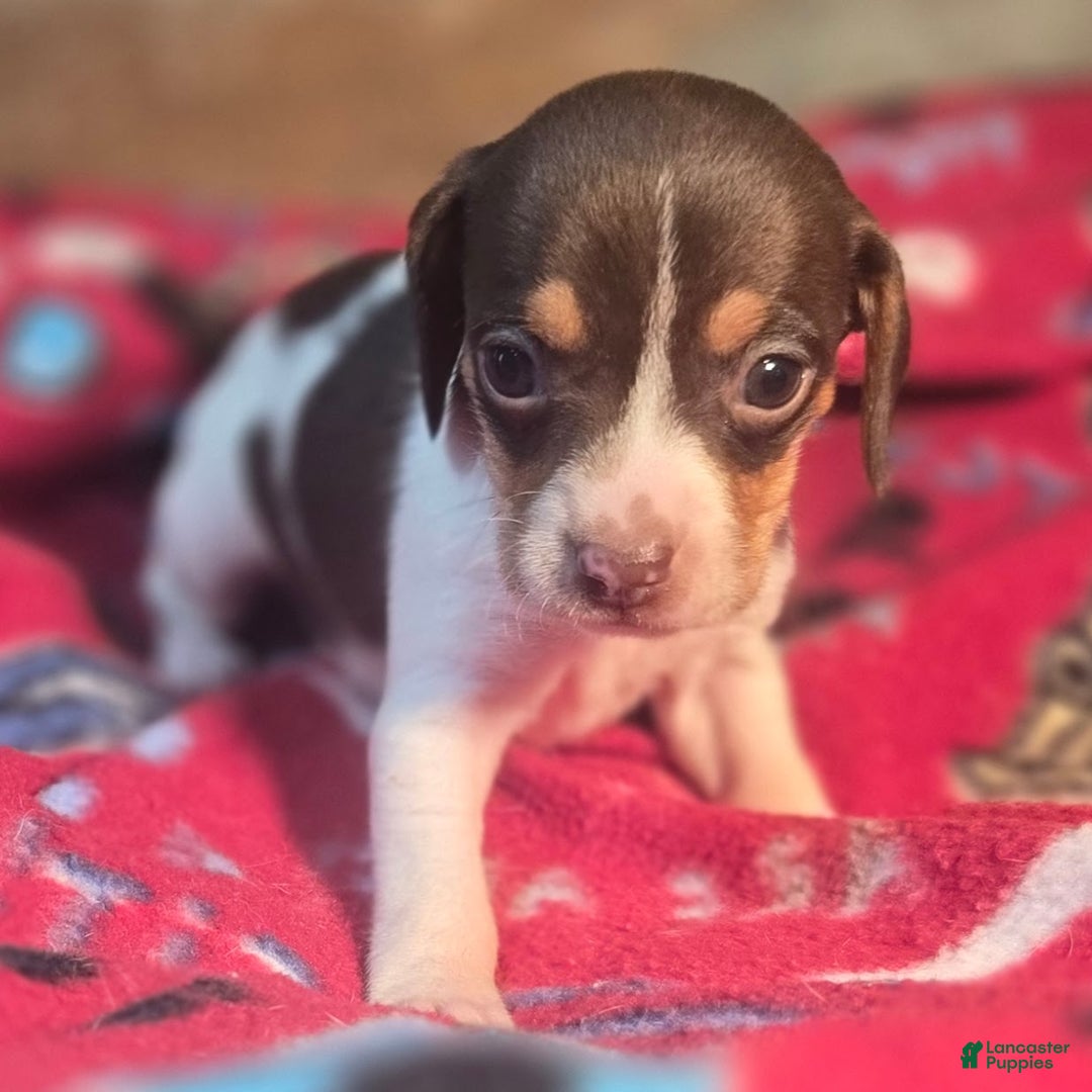 Beagle dogs for sale: Nutmeg Queen Elizabeth Pocket Beagle - Ad 1