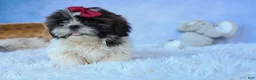 Shih Tzu dogs for sale: RACHEL - Ad 4