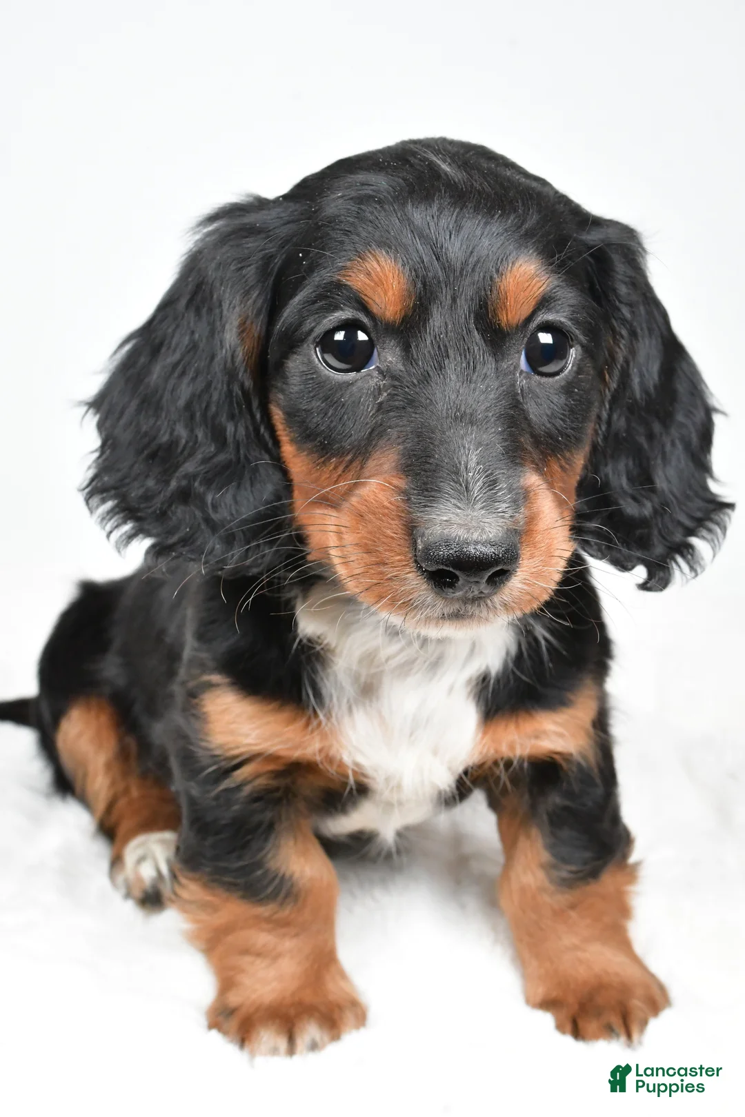 Dachshund dogs for sale: Beau - Ad 4