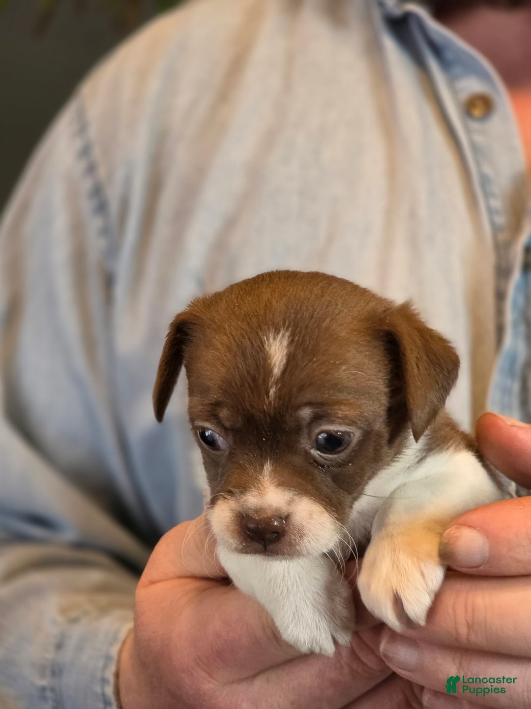 Chihuahua dogs for sale: Luna - Ad 2