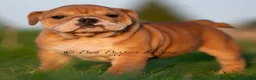 English Bulldog dogs for sale: Porkchop AKC - Ad 4