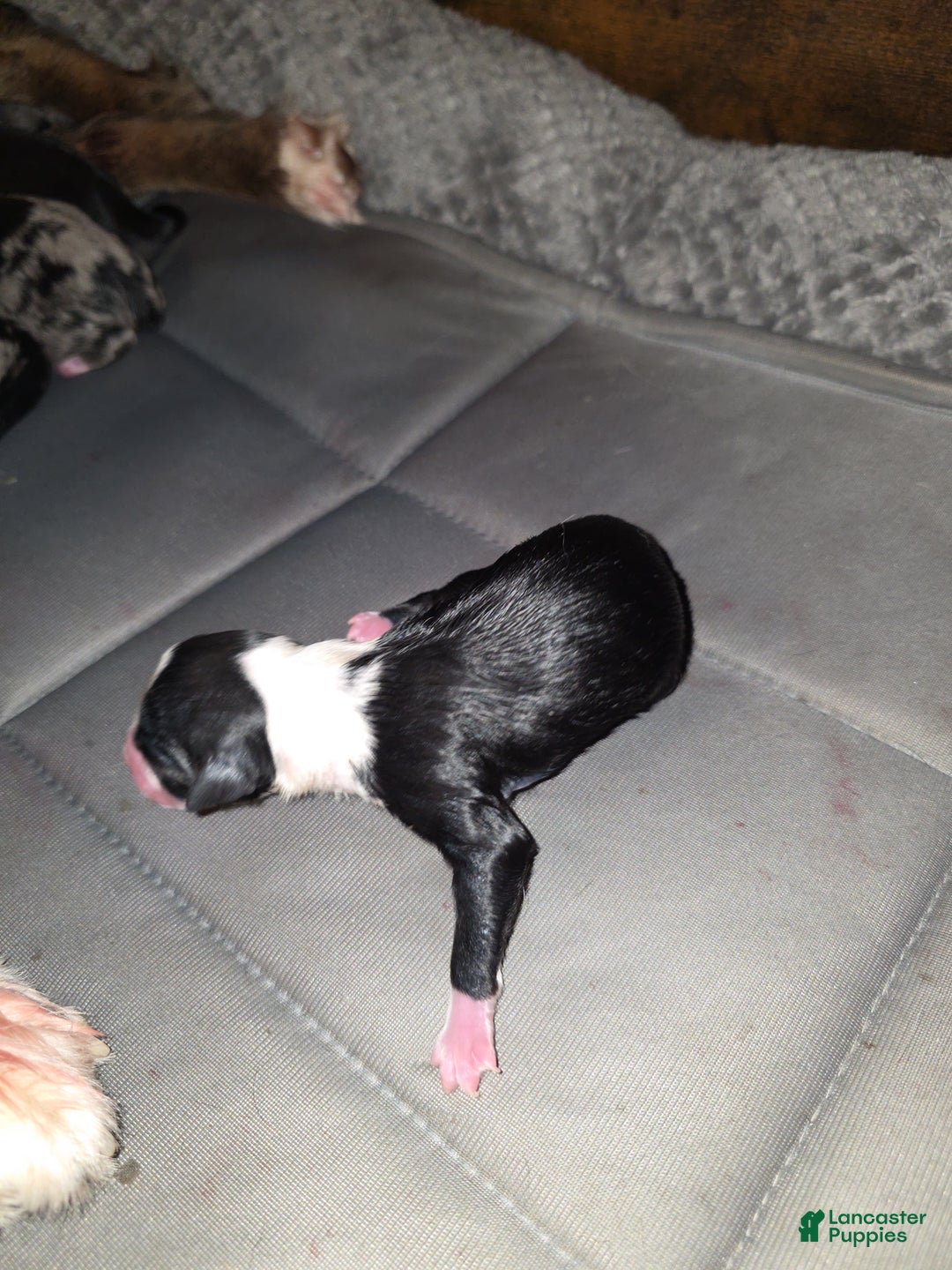 Miniature Australian Shepherd dogs for sale: Miniature Australian Shepherd Puppy 2 - Ad 5