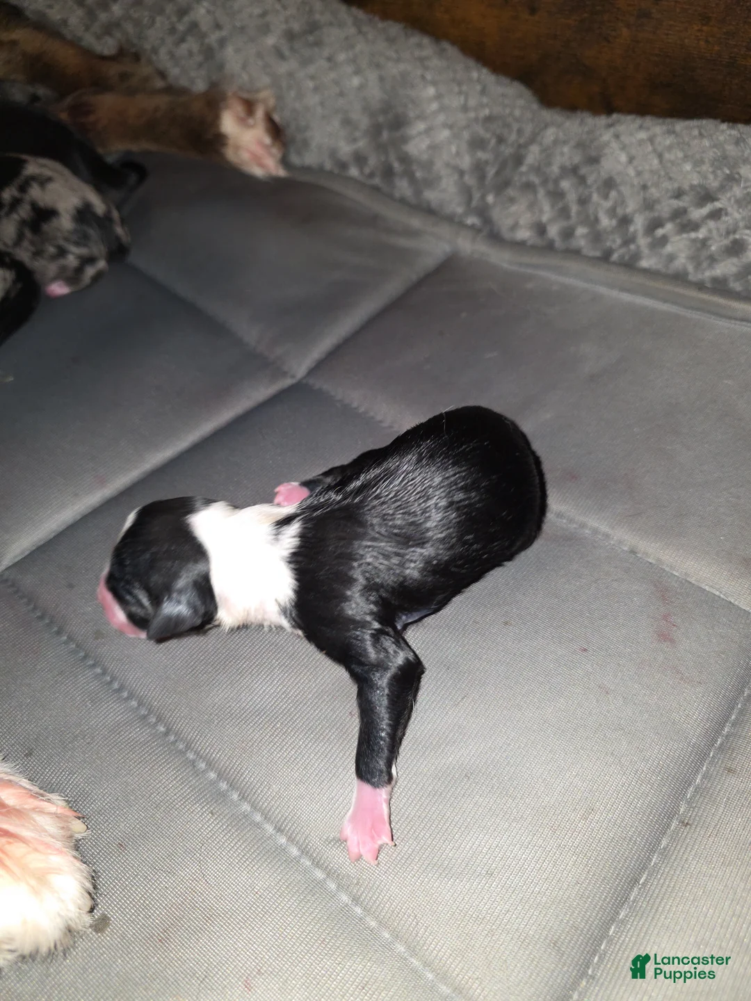 Miniature Australian Shepherd dogs for sale: Miniature Australian Shepherd Puppy 2 - Ad 5