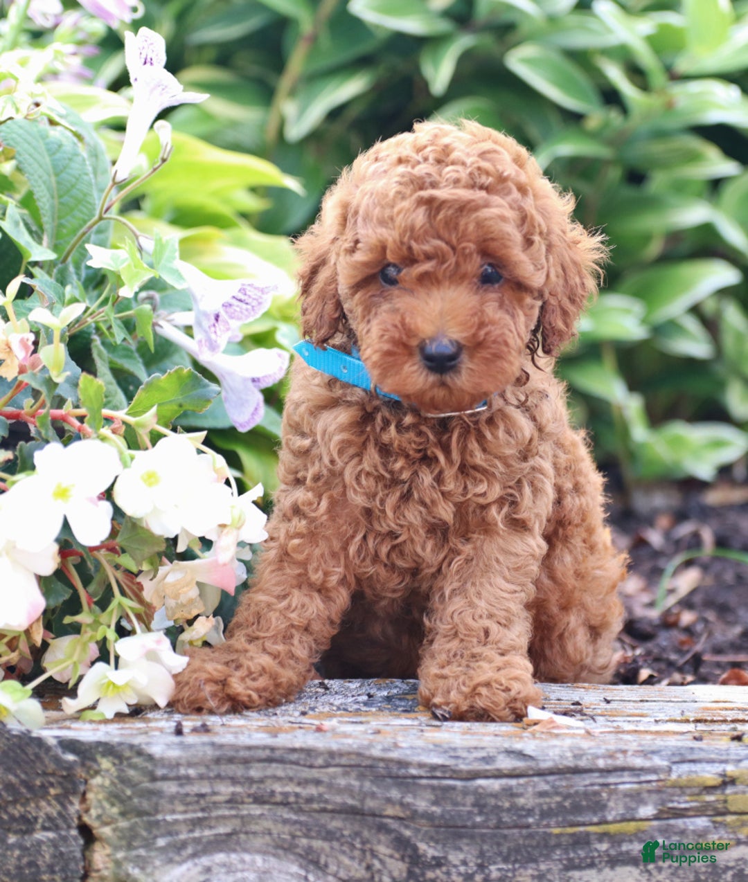 Gallery Image {{count}}