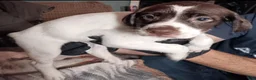 German Shorthaired Pointer dogs for sale: Sparrow - Ad 1