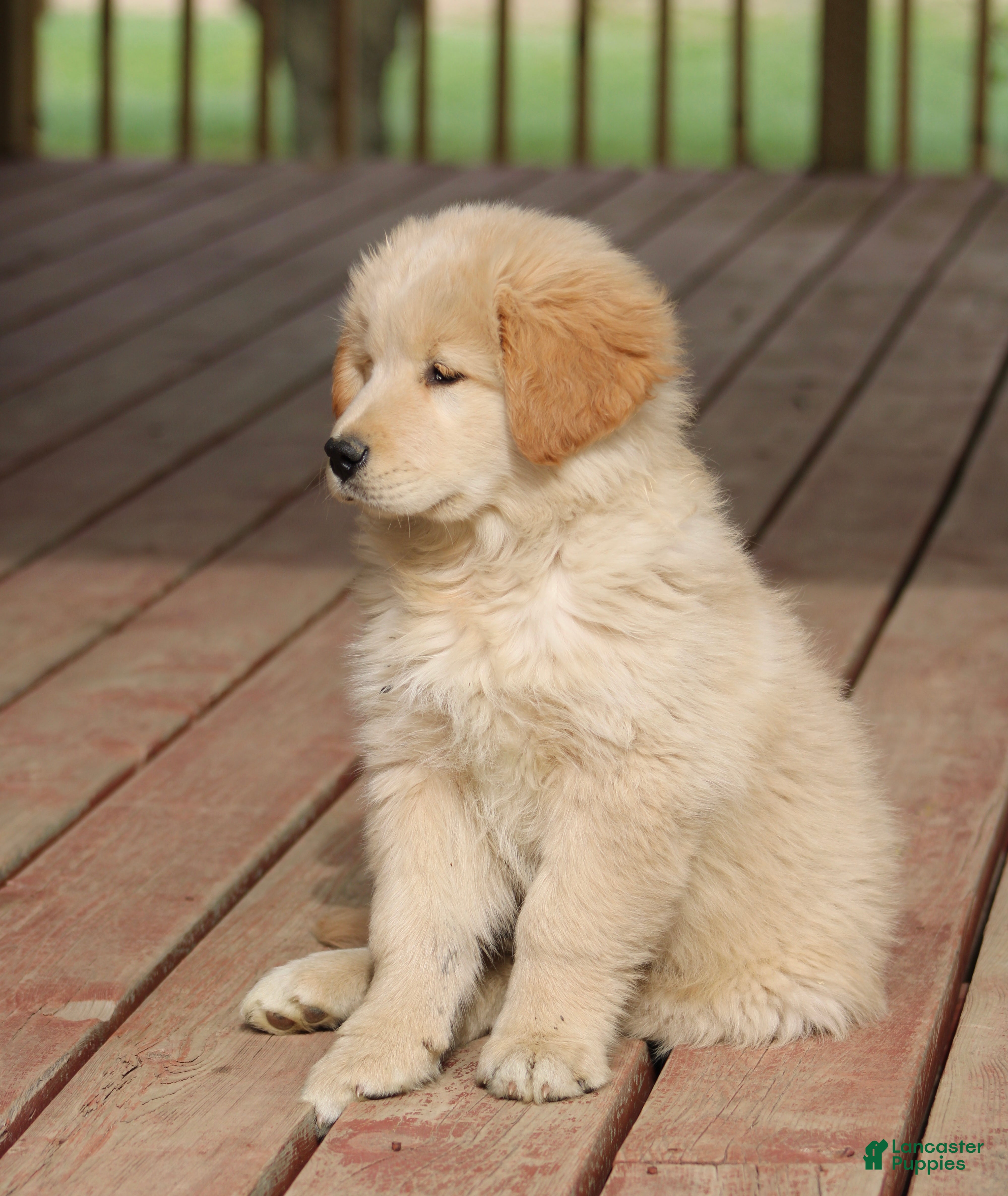 Mixed Breed dogs Mixed Breed Puppy 2 - Ad 2