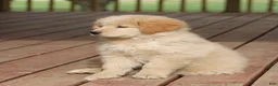 Mixed Breed dogs for sale: Mixed Breed Puppy 2 - Ad 2