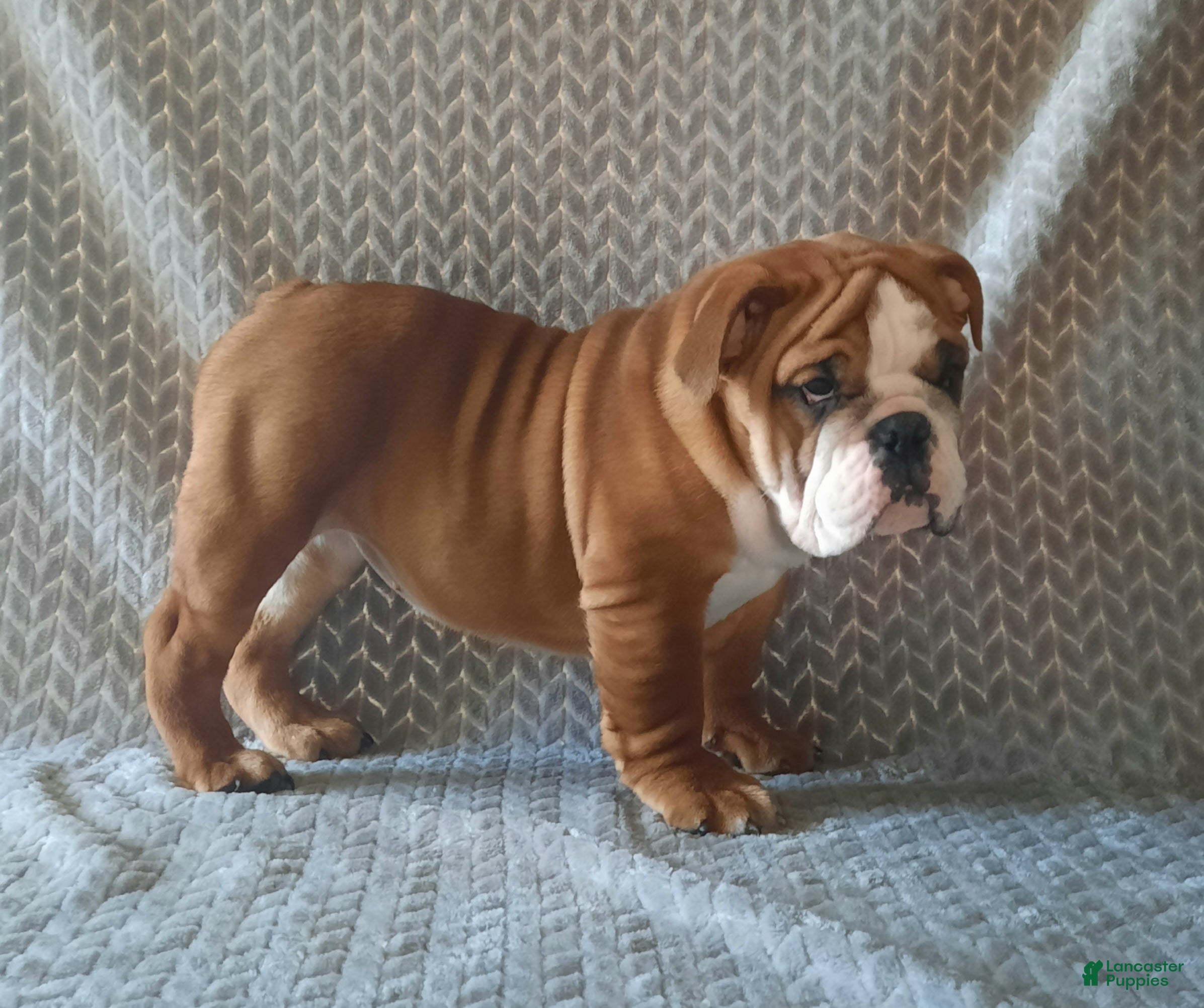 English Bulldog dogs Dana - Ad 1