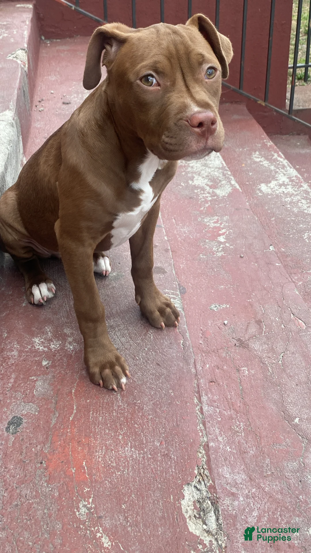 American Pit Bull Terrier dogs for sale: American Pit Bull Terrier Puppy 1 - Ad 1