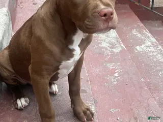 American Pit Bull Terrier dogs American Pit Bull Terrier Puppy 1 - Ad 5