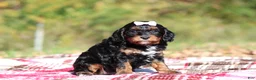Cavapoo dogs for sale: Della - Ad 2
