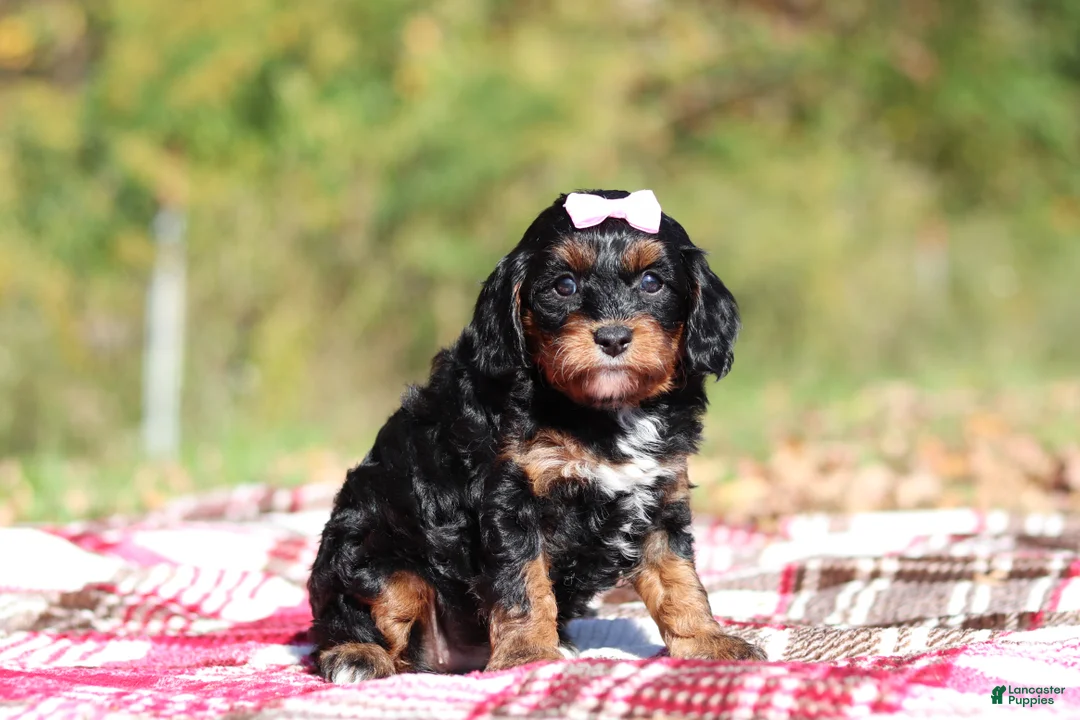 Cavapoo dogs for sale: Della - Ad 2