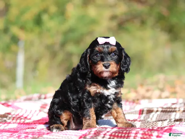 Cavapoo dogs for sale: Della - Ad 2