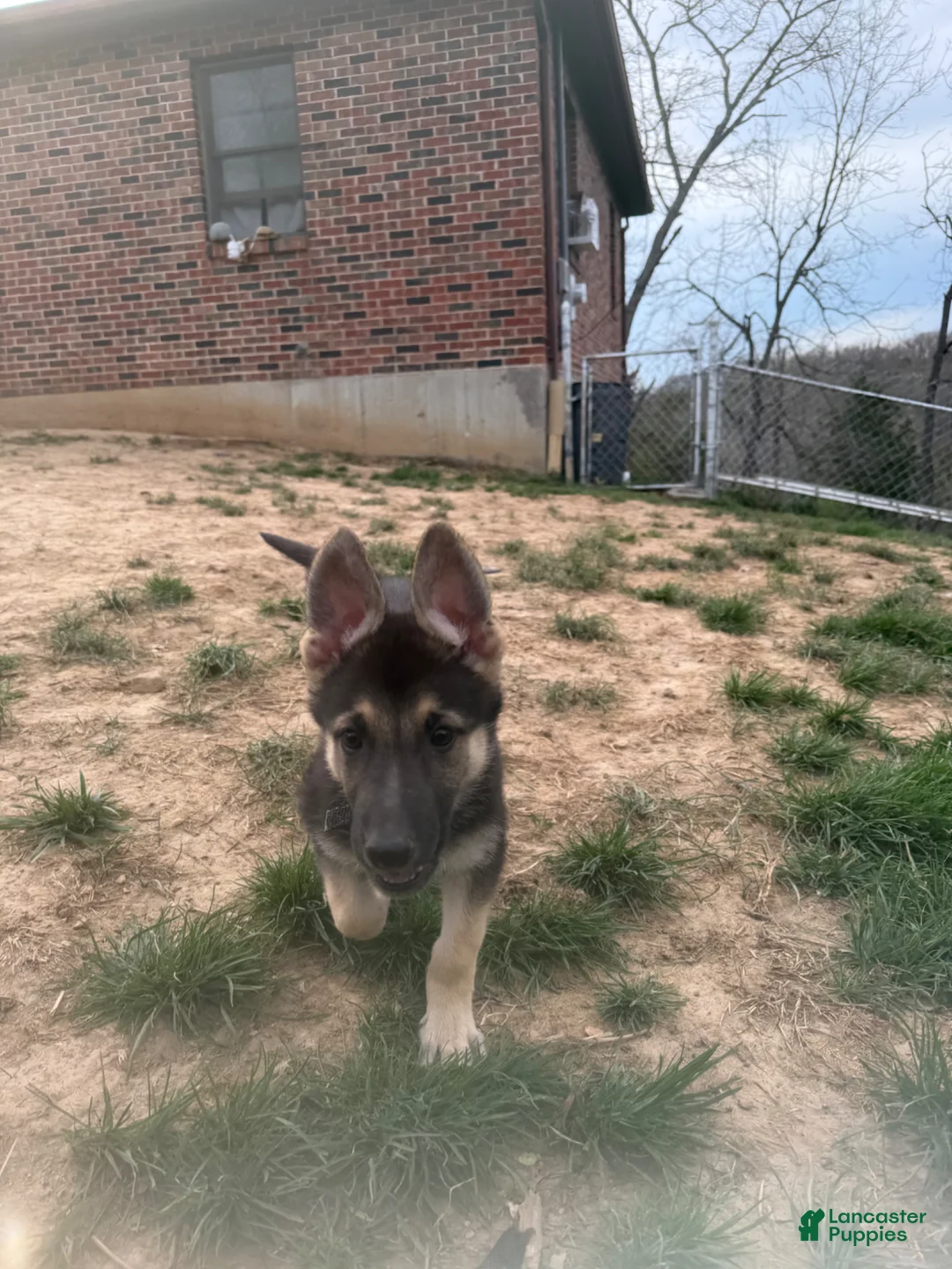 German Shepherd dogs for sale: German Shepherd Puppy  - Ad 13
