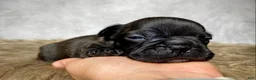 Frenchton dogs for sale: Miss Ruby - Ad 9