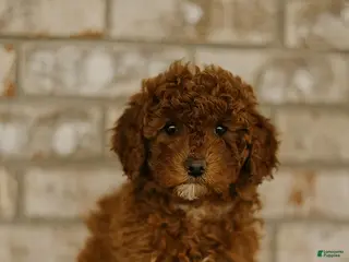 Cockapoo dogs for sale: Bailey - Ad 1