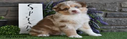 Australian Shepherd dogs for sale: Hunter - Ad 1