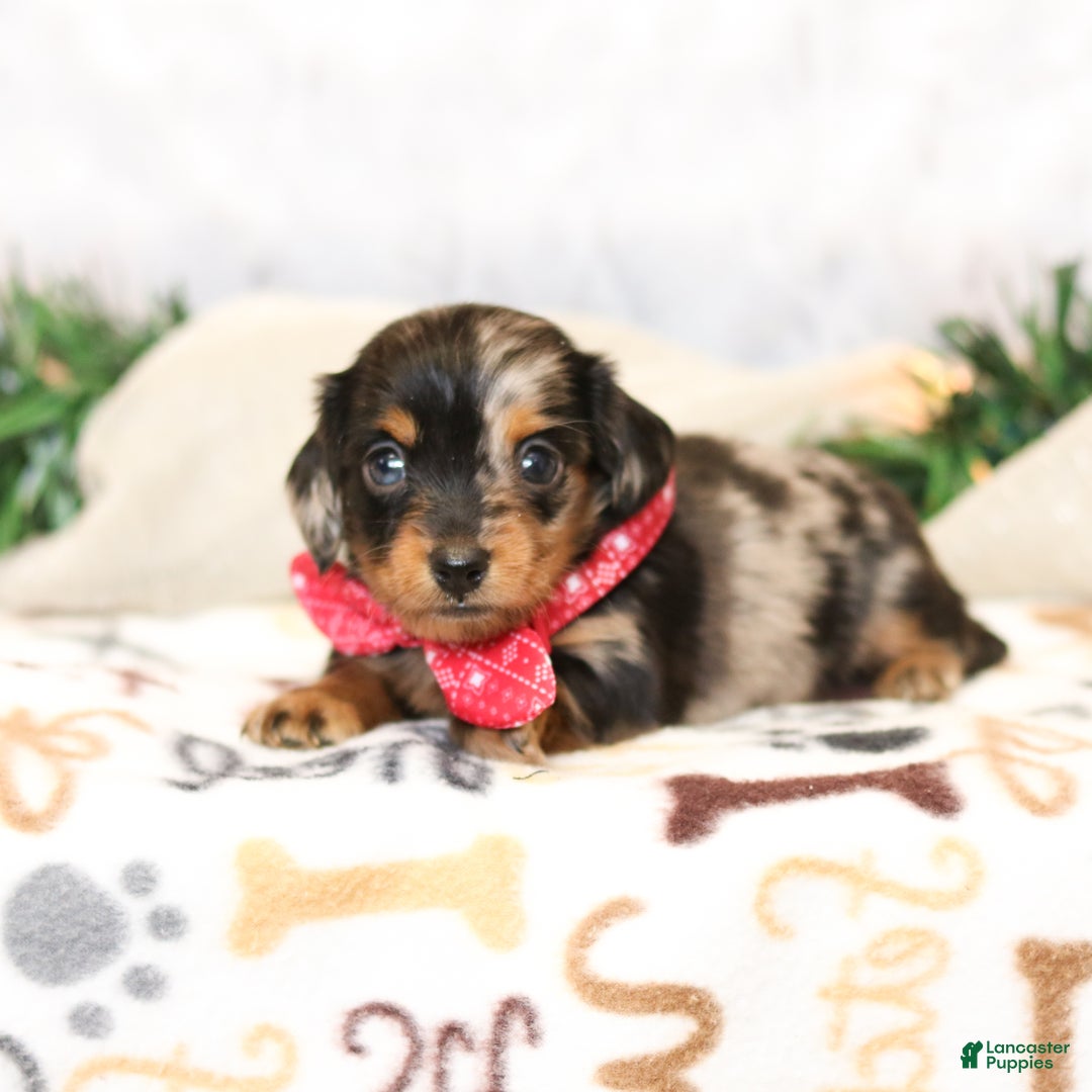 Miniature Dachshund dogs for sale: Jenna - Ad 3