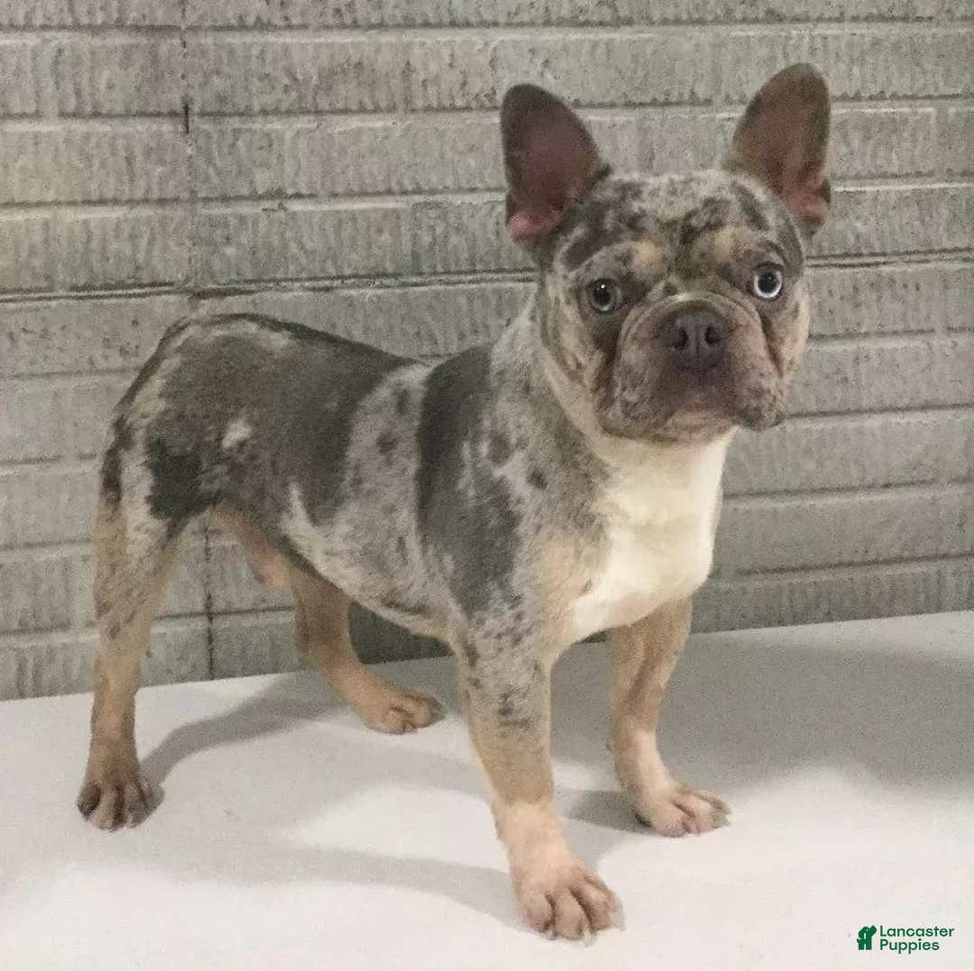 Frenchton dogs for sale: Tayo - Ad 8