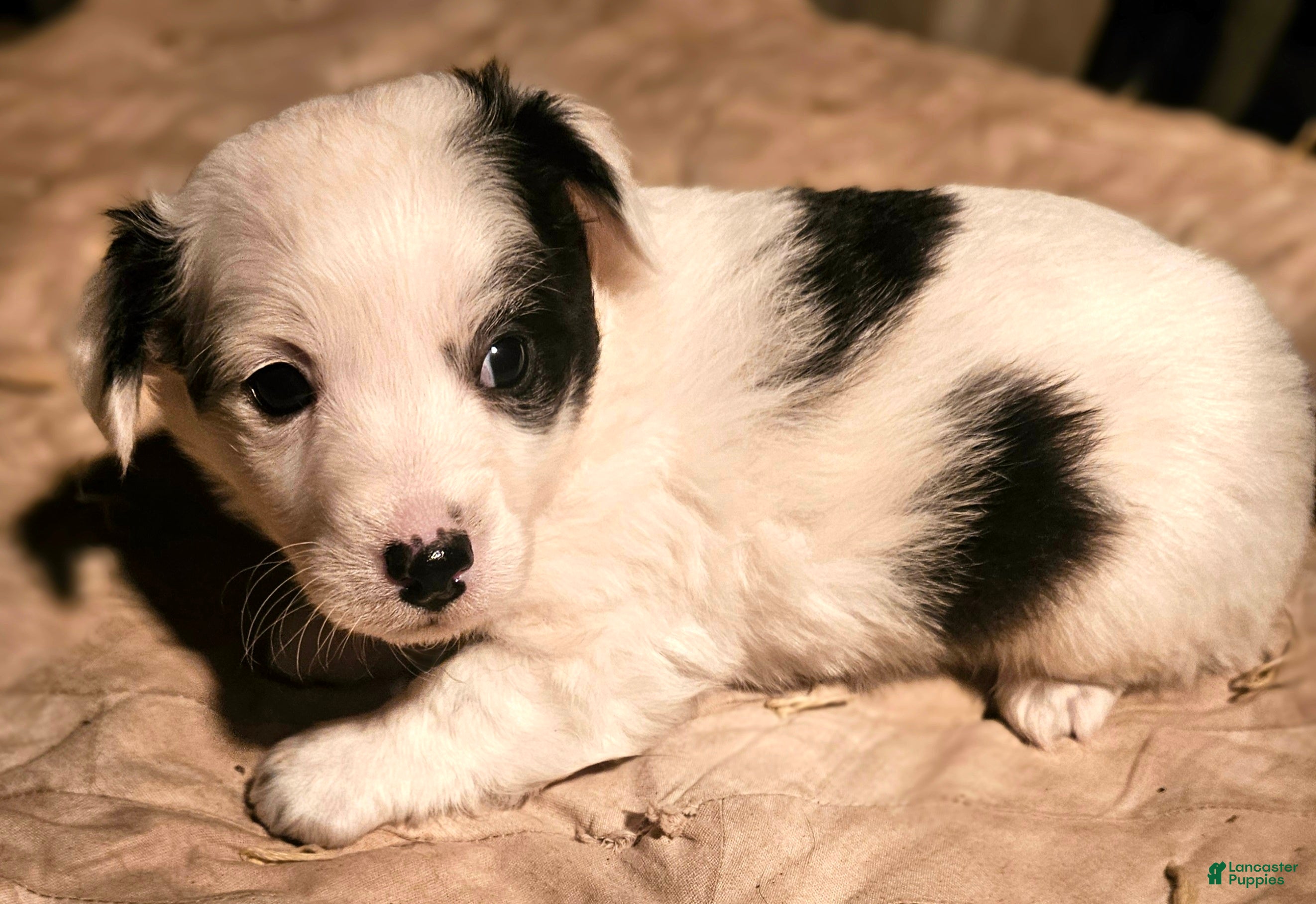 Chihuahua dogs Elmo - Ad 32