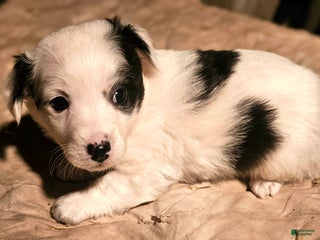 Chihuahua dogs Elmo - Ad 32