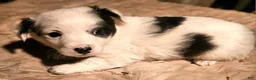 Chihuahua dogs for sale: Elmo - Ad 2