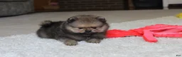 Pomeranian dogs for sale: Logan - Ad 8