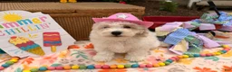 Bichpoo dogs for sale: Samantha  - Ad 4