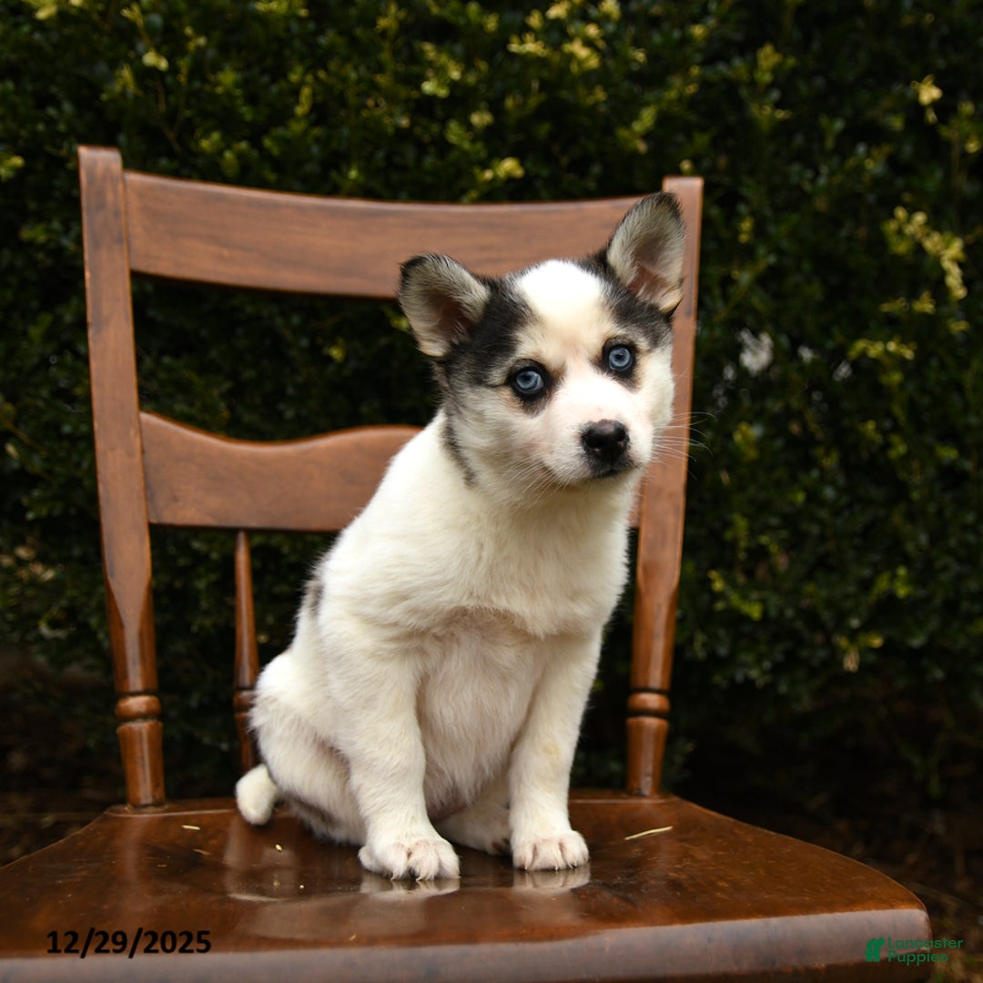 Mixed Breed dogs for sale: Opal - Ad 2