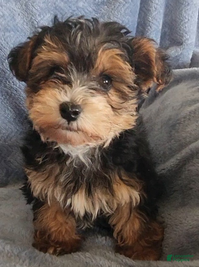 Yorkiepoo dogs Boyd - Ad 36